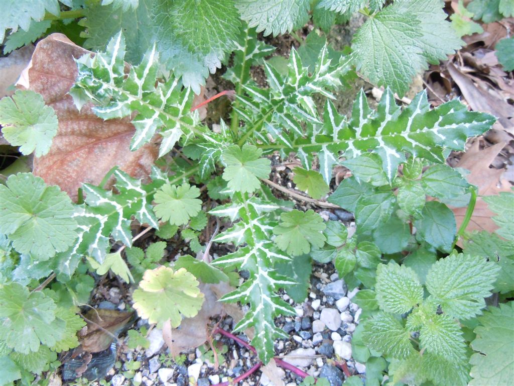 Pianta spinosa - cfr. Galactites tomentosus